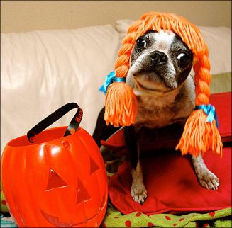 Festiv Pup