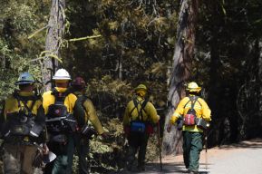 Wildland FFs photo